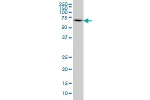 Neural Wiskott-Aldrich syndrome protein (WASL) (AA 97-184) 抗体