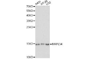 Western blot analysis of extracts of various cell lines, using MRPL54 antibody. (MRPL54 抗体)