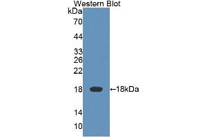 Western Blotting (WB) image for anti-Killer Cell Lectin-Like Receptor Subfamily K, Member 1 (KLRK1) (AA 75-215) antibody (ABIN7444361)