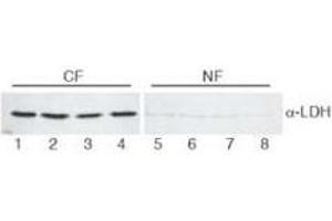 Image no. 1 for anti-Lactate Dehydrogenase (LDH) antibody (ABIN799727) (Lactate Dehydrogenase 抗体)