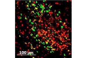 Immunofluorescence (IF) image for anti-Green Fluorescent Protein (GFP) antibody (FITC) (ABIN129717)
