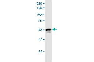 INTU MaxPab polyclonal antibody. (INTU 抗体  (AA 1-408))