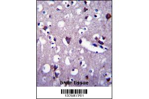 CNGA2 Antibody immunohistochemistry analysis in formalin fixed and paraffin embedded human brain tissue followed by peroxidase conjugation of the secondary antibody and DAB staining. (CNGA2 抗体  (N-Term))