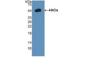 Detection of Recombinant Arg2, Human using Polyclonal Antibody to Arginase II (Arg2) (ARG2 抗体  (AA 23-354))