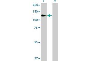 Western Blot analysis of NFKB1 expression in transfected 293T cell line by NFKB1 MaxPab polyclonal antibody. (NFKB1 抗体  (AA 1-969))