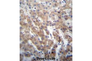 FGFRL1 Antibody (N-term) immunohistochemistry analysis in formalin fixed and paraffin embedded human liver tissue followed by peroxidase conjugation of the secondary antibody and DAB staining. (FGFRL1 抗体  (N-Term))