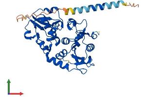 AlphaFold protein structure predicition of Human Recombinant FUT2 Protein, UniprotID Q10981 (FUT2 Protein (AA 1-343) (His tag))