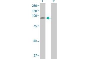 Western Blot analysis of VPS16 expression in transfected 293T cell line by VPS16 MaxPab polyclonal antibody.