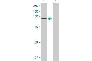 Western Blot analysis of VPS16 expression in transfected 293T cell line by VPS16 MaxPab polyclonal antibody. (VPS16 抗体  (AA 1-839))