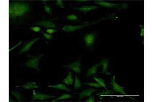 Immunofluorescence (IF) image for anti-Peptidylprolyl Isomerase (Cyclophilin)-Like 2 (PPIL2) (AA 1-527) antibody (ABIN1327578)