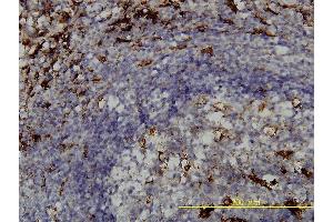 Immunoperoxidase of monoclonal antibody to PSAP on formalin-fixed paraffin-embedded human spleen tissue. (Prosaposin 抗体  (AA 18-524))