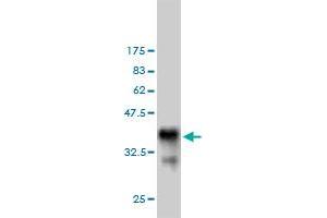 Western Blotting (WB) image for anti-Bifunctional Apoptosis Regulator (BFAR) (AA 101-200) antibody (ABIN565579)