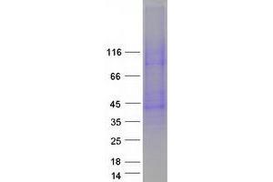 Western Blotting (WB) image for Solute Carrier Family 10 (Sodium/bile Acid Cotransporter Family), Member 1 (SLC10A1) protein (Myc-DYKDDDDK Tag) (ABIN2732144)