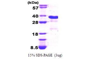 SDS-PAGE (SDS) image for DNA-Damage-Inducible Transcript 3 (DDIT3) (AA 1-169) protein (His tag) (ABIN667718) (DDIT3 Protein (AA 1-169) (His tag))