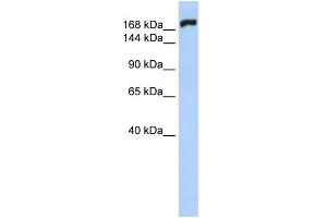 WB Suggested Anti-MYH10 Antibody Titration:  0. (MYH10 抗体  (N-Term))