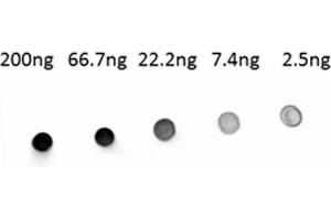 Dot Blot of Alkaline Phosphatase conjugated Goat anti-Human IgG antibody. (山羊 anti-人 IgG (Heavy & Light Chain) Antibody (Alkaline Phosphatase (AP)))