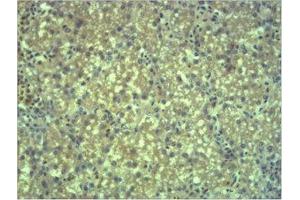 Immunohistochemical analysis of paraffin-embedded Mouse Liver Tissue using EPG5 Polyclonal Antibody. (EPG5 抗体)