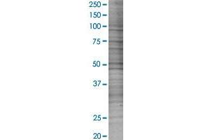 DUSP7 transfected lysate. (DUSP7 293T Cell Transient Overexpression Lysate(Denatured))