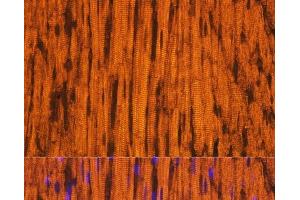 Immunofluorescence analysis of Rat heart using MYH6 Polyclonal Antibody at dilution of 1:100. (MYH6 抗体)