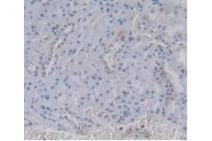 IHC-P analysis of Rat Kidney Tissue, with DAB staining. (Prothrombin 抗体  (AA 201-323))