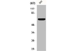 Western Blot analysis of 293 cells using Kv1. (KCNA3 抗体)