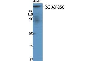 Western Blot (WB) analysis of specific cells using Separase Polyclonal Antibody. (Separase 抗体  (Tyr489))
