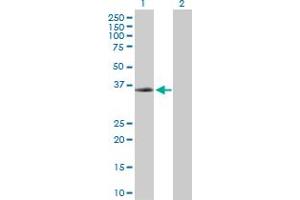 Western Blot analysis of PXN expression in transfected 293T cell line by PXN MaxPab polyclonal antibody.