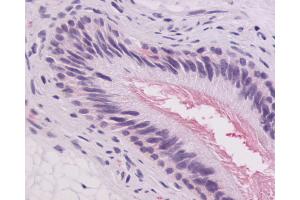 Anti-GPR64 antibody IHC of human epididymis. (Adhesion G-Protein Coupled Receptor G2 (ADGRG2) (C-Term) 抗体)