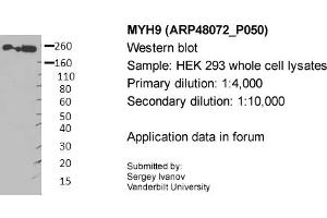 Image no. 1 for anti-Myosin 9 (MYH9) (Middle Region) antibody (ABIN2783216) (Myosin 9 抗体  (Middle Region))