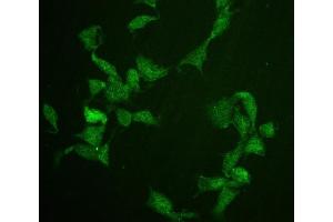 IF analysis of Cdc20 using anti-Cdc20 antibody (ABIN5518976).