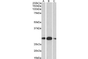 Western Blotting (WB) image for anti-Homeobox A5 (HOXA5) (AA 83-92) antibody (ABIN5867852) (HOXA5 抗体  (AA 83-92))