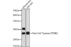 Western blot analysis of extracts of various cell lines, using Mast Cell Tryptase (TPSB2) (TPSB2) Rabbit mAb (ABIN7271017) at 1:1000 dilution. (TPSB2 抗体)