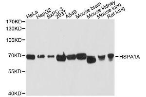 Western blot analysis of extracts of various cell lines, using HSPA1A antibody. (HSP70 1A 抗体  (AA 500-600))