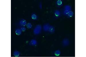 Immunocytochemistry staining of acetone/methanol fixed bovine peripheral blood (lymphocyte-enriched suspension) using anti-bovine CD62L (IVA94), secondary antibody conjugated to FITC (green), DNA stained with DAPI (blue). (L-Selectin 抗体)