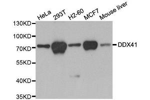 Western blot analysis of extracts of various cell lines, using DDX41 antibody. (DDX41 抗体)