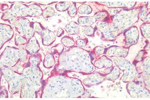 Immunohistochemistry staining of human placenta (paraffin-embedded sections) with anti-BCL2 (Bcl-2/100), 10 μg/mL. (Bcl-2 抗体  (AA 41-54))