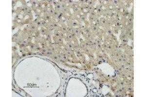 Expression of AQP9 in rat liverImmunohistochemical staining of rat liver paraffin embedded sections using Anti-Aquaporin 9 Antibody (ABIN7042945 and ABIN7045206) (1:100). (Aquaporin 9 (AQP9) Peptide)