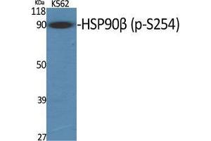 Western Blotting (WB) image for anti-Heat Shock Protein 90kDa alpha (Cytosolic), Class B Member 1 (HSP90AB1) (pSer254) antibody (ABIN3182734)
