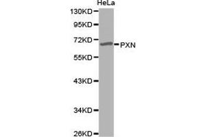 Western Blotting (WB) image for anti-Paxillin (PXN) antibody (ABIN1874482) (Paxillin 抗体)