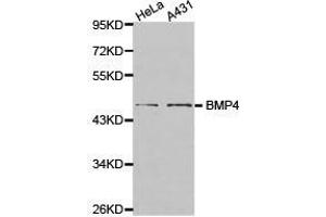 Western Blotting (WB) image for anti-Bone Morphogenetic Protein 4 (BMP4) antibody (ABIN1871316) (BMP4 抗体)