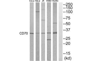 Western blot analysis of extracts from HuvEC, K562, HepG2, Jurkat, HeLa and COLO205 cells, using CD70 antibody. (CD70 抗体  (Internal Region))