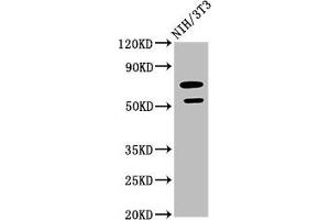 Western Blot Positive WB detected in: NIH/3T3 whole cell lysate All lanes: GDF5 antibody at 2. (GDF5 抗体  (AA 202-501))