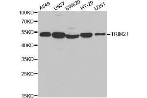 Western blot analysis of extracts of various cell lines, using TRIM21 antibody. (TRIM21 抗体  (AA 80-330))