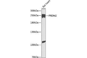 Western blot analysis of extracts of rat heart, using PRDM2 antibody  at 1:1000 dilution. (PRDM2 抗体  (AA 1-240))