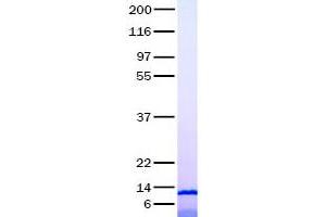 Validation with Western Blot (Ccl12 蛋白)