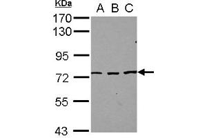 Western Blotting (WB) image for anti-Splicing Regulatory Glutamine/lysine-Rich Protein 1 (SREK1) (AA 274-463) antibody (ABIN1501124) (SFRS12 抗体  (AA 274-463))