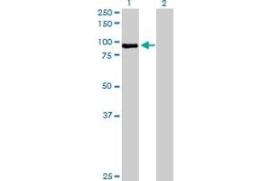 Western Blot analysis of MST1 expression in transfected 293T cell line by MST1 MaxPab polyclonal antibody. (MST1 抗体  (AA 1-711))