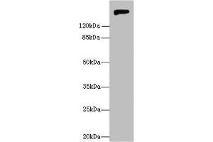 Western blot All lanes: Nid1 antibody at 6 μg/mL + Rat lung tissue Secondary Goat polyclonal to rabbit IgG at 1/10000 dilution Predicted band size: 137 kDa Observed band size: 150 kDa