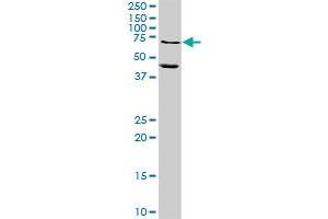 MMP10 MaxPab rabbit polyclonal antibody. (MMP10 抗体  (AA 1-476))
