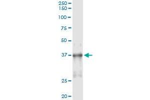 Immunoprecipitation of NKX2-5 transfected lysate using anti-NKX2-5 monoclonal antibody and Protein A Magnetic Bead , and immunoblotted with NKX2-5 MaxPab rabbit polyclonal antibody. (NK2 Homeobox 5 抗体  (AA 1-130))